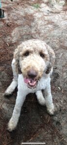 Auggie, a friendly dog, sitting on the ground with a happy expression, representing the welcoming spirit of Citadel Enterprises' home remodeling team.